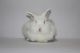 Lionhead rabbit Rabbits for sale in Albany, NY, USA. price: NA