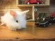 Lionhead rabbit Rabbits for sale in Blairsville, PA 15717, USA. price: NA
