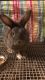 Lionhead rabbit Rabbits for sale in Worcester, MA, USA. price: $70