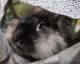 Lionhead rabbit Rabbits for sale in Reading, PA 19606, USA. price: $20