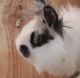 Lionhead rabbit Rabbits for sale in Reading, PA 19606, USA. price: $20