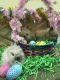 Lionhead rabbit Rabbits for sale in Oakland, CA, USA. price: NA