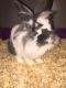 Lionhead rabbit Rabbits for sale in Allentown, PA, USA. price: NA