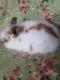 Lionhead rabbit Rabbits for sale in Oroville, CA 95966, USA. price: NA