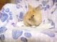 Lionhead rabbit Rabbits for sale in New Holland, PA 17557, USA. price: NA