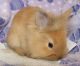 Lionhead rabbit Rabbits for sale in New Holland, PA 17557, USA. price: NA