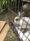 Lionhead rabbit Rabbits for sale in Seagate, Brooklyn, NY, USA. price: NA