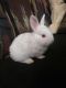 Lionhead rabbit Rabbits for sale in Marietta, GA, USA. price: NA