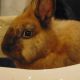 Lionhead rabbit Rabbits for sale in Muskegon, MI, USA. price: NA