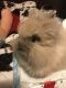 Lionhead rabbit Rabbits for sale in Cranberry Twp, PA, USA. price: $100