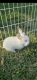 Lionhead rabbit Rabbits for sale in Oak Glen, CA 92399, USA. price: NA