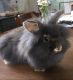 Lionhead rabbit Rabbits for sale in Derry, PA 15627, USA. price: NA