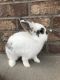 Lionhead rabbit Rabbits for sale in Anderson, SC, USA. price: $50