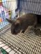 Lionhead rabbit Rabbits for sale in Ridgely, MD 21660, USA. price: $50