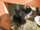 Lionhead rabbit Rabbits for sale in Mt Airy, MD 21771, USA. price: $10