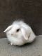 Lionhead rabbit Rabbits for sale in Anaheim Hills, Anaheim, CA, USA. price: $60