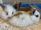 Lionhead rabbit Rabbits for sale in Georgetown, TX, USA. price: NA
