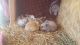 Lionhead rabbit Rabbits for sale in Elkton, MD 21921, USA. price: $30