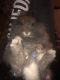 Lionhead rabbit Rabbits for sale in Galloway, OH 43119, USA. price: NA