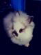 Lionhead rabbit Rabbits for sale in 1387 Alhi St, Waterford Twp, MI 48328, USA. price: NA