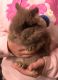 Lionhead rabbit Rabbits for sale in Huntingdon Valley, Bryn Athyn, PA, USA. price: NA