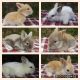 Lionhead rabbit Rabbits for sale in Waco, TX, USA. price: NA