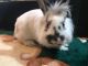 Lionhead rabbit Rabbits for sale in Raeford, NC 28376, USA. price: NA