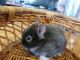Lionhead rabbit Rabbits for sale in Shawnee, OK, USA. price: $25