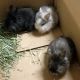 Lionhead rabbit Rabbits for sale in Springville, NY 14141, USA. price: NA