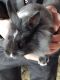 Lionhead rabbit Rabbits for sale in Interlaken, NY 14847, USA. price: NA