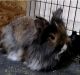 Lionhead rabbit Rabbits for sale in Rutherford, NJ, USA. price: $100