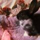 Lionhead rabbit Rabbits for sale in Chino Hills, CA, USA. price: NA