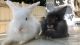 Lionhead rabbit Rabbits for sale in Fontana, CA 92331, USA. price: NA