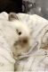 Lionhead rabbit Rabbits for sale in Rochester, NY, USA. price: NA