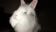 Lionhead rabbit Rabbits for sale in 10303 Bluebird Ct, Spotsylvania Courthouse, VA 22553, USA. price: NA