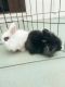 Lionhead rabbit Rabbits for sale in Phoenix, AZ 85016, USA. price: NA