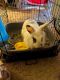Lionhead rabbit Rabbits for sale in Baltimore, MD, USA. price: $75