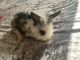 Lionhead rabbit Rabbits for sale in Crestway Rd, San Antonio, TX, USA. price: NA