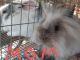 Lionhead rabbit Rabbits for sale in Muskogee, OK, USA. price: NA