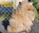 Lionhead rabbit Rabbits for sale in Los Angeles, CA 90061, USA. price: $250