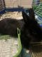 Lionhead rabbit Rabbits for sale in Norfolk, VA 23505, USA. price: NA