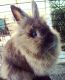 Lionhead rabbit Rabbits for sale in Orlando, FL, USA. price: NA