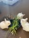 Lionhead rabbit Rabbits for sale in 2 Enterprise, Aliso Viejo, CA 92656, USA. price: $100