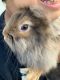 Lionhead rabbit Rabbits for sale in San Antonio, TX 78255, USA. price: NA