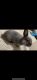 Lionhead rabbit Rabbits for sale in Bristol, PA 19007, USA. price: NA