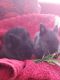 Lionhead rabbit Rabbits for sale in Antrim, NH 03440, USA. price: NA