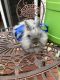 Lionhead rabbit Rabbits for sale in Nicholasville, KY 40356, USA. price: $99