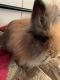 Lionhead rabbit Rabbits for sale in Athens, TN 37303, USA. price: $20