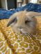 Lionhead rabbit Rabbits for sale in Hoover, AL, USA. price: NA