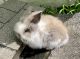 Lionhead rabbit Rabbits for sale in New Egypt, Plumsted, NJ, USA. price: $38